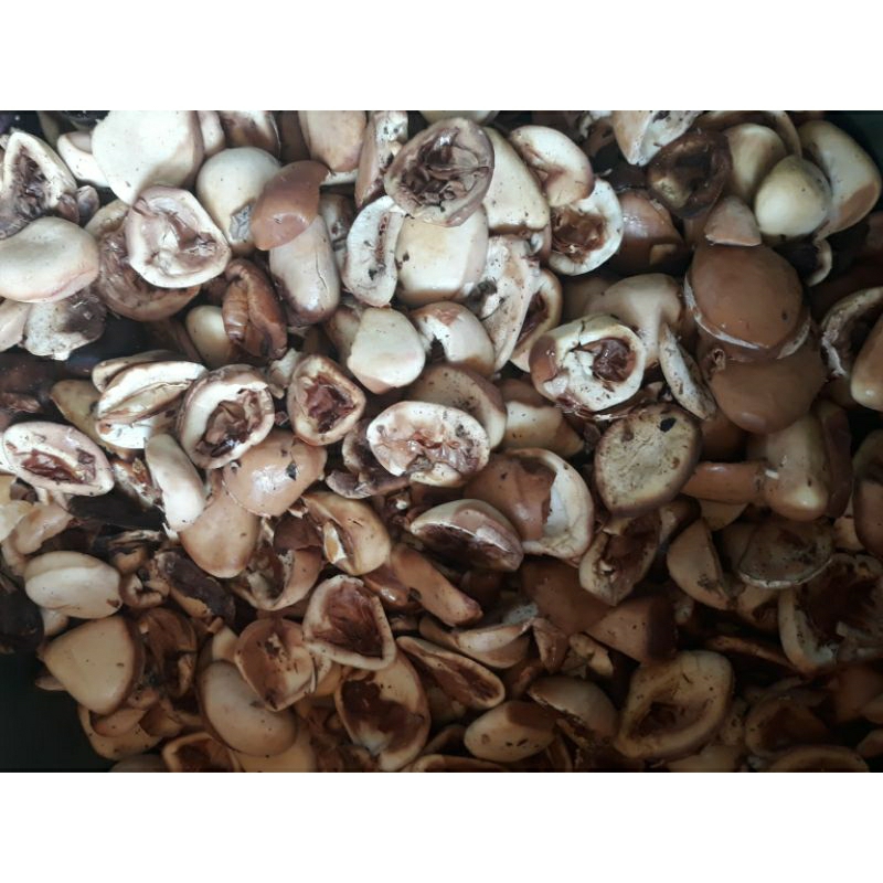 

PICUNG BUAH POCUNG SEGAR BANTEN TIDAK PAHIT 1 KG