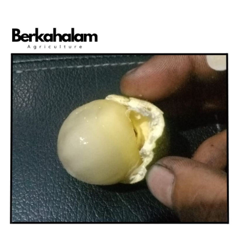 

buah matoa