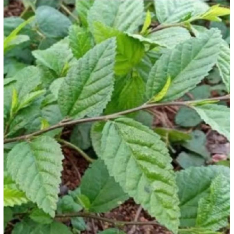 

DAUN SIDAGORI SEGER 250 GR DAUN SIDAGORI TERBAIK