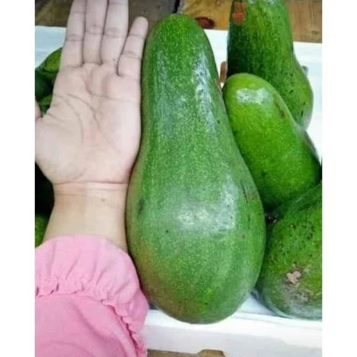 BIBIT ALPUKAT KELUD / ALPUKAT SUBANG KUALITAS SUPER
