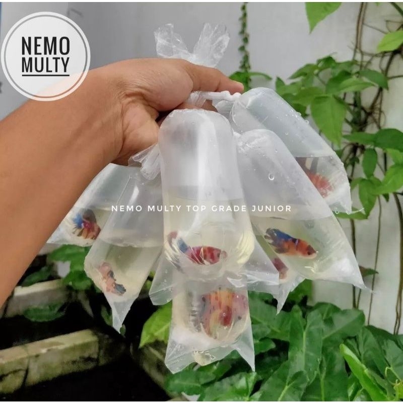 

plastik packing warna warni