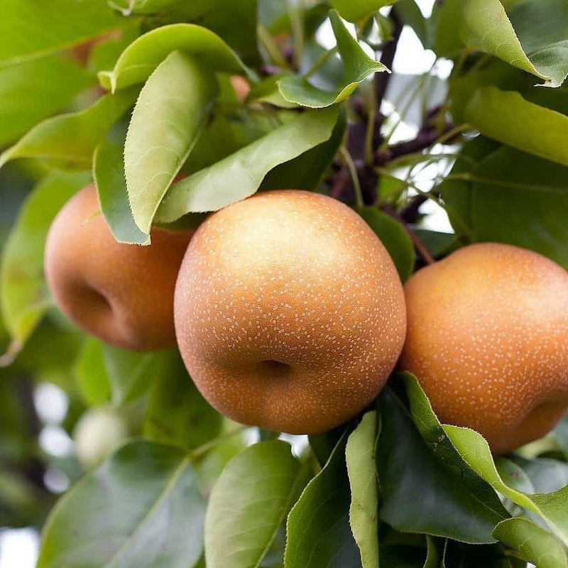 

bibit pear asia cangkok