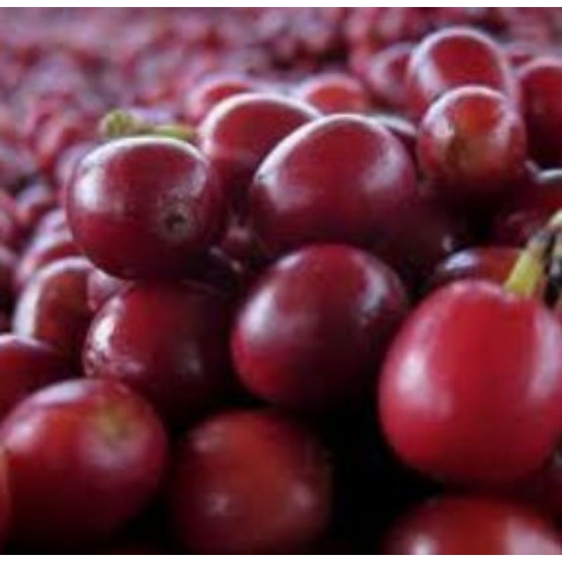 

ceri robusta lampung 100 butir