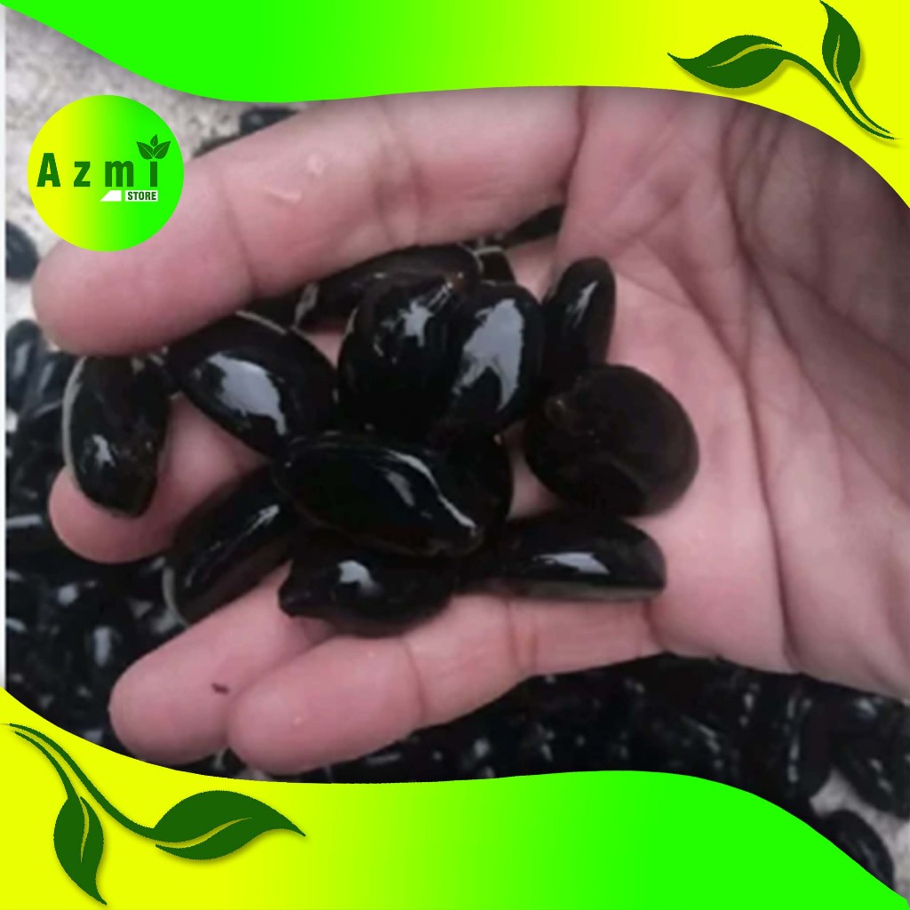 

Bibit Biji Aren 1 kg Isi 100 Pcs / Benih Biji Aren Siap Tanam