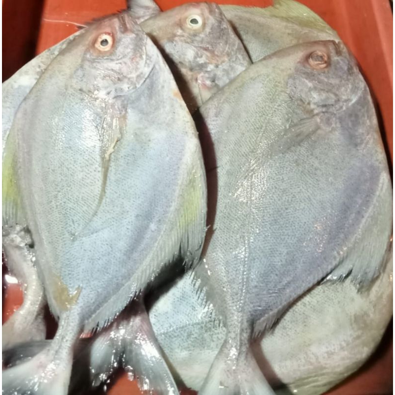

Ikan Bawal Laut