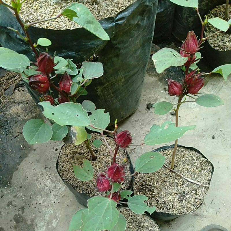 Bunga Rosella Rosela merah petik segar