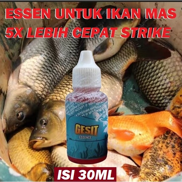 GESIT ESSEN IKAN MAS UMPAN ONGOL ONGOL SIAP PAKAI ISI 30ML