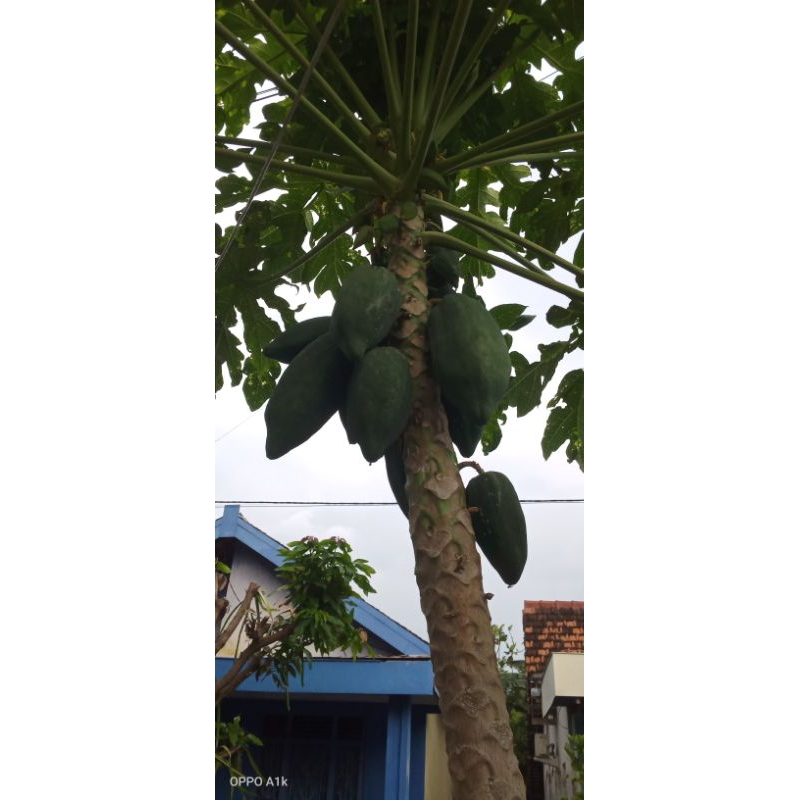 

Buah Pepaya Muda, Pepaya Mentah, Pepaya Sayur