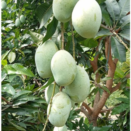 

Mangga manalagi madu 1 kg (mangga khas jepara) mentah cocok untuk berbagai rujak lalapan dan cemilan