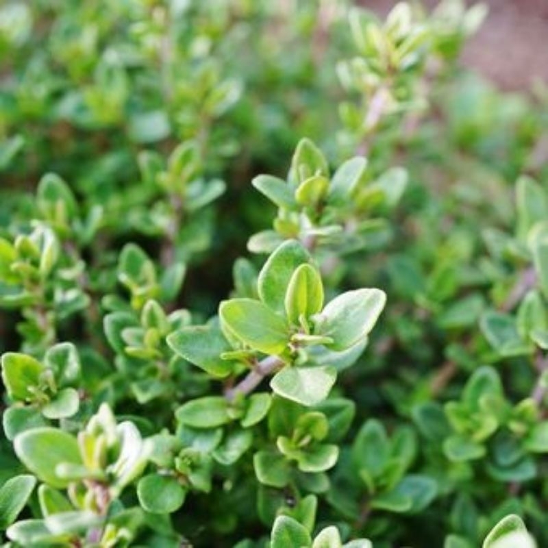 

Daun Thyme / Bumbu Rempah