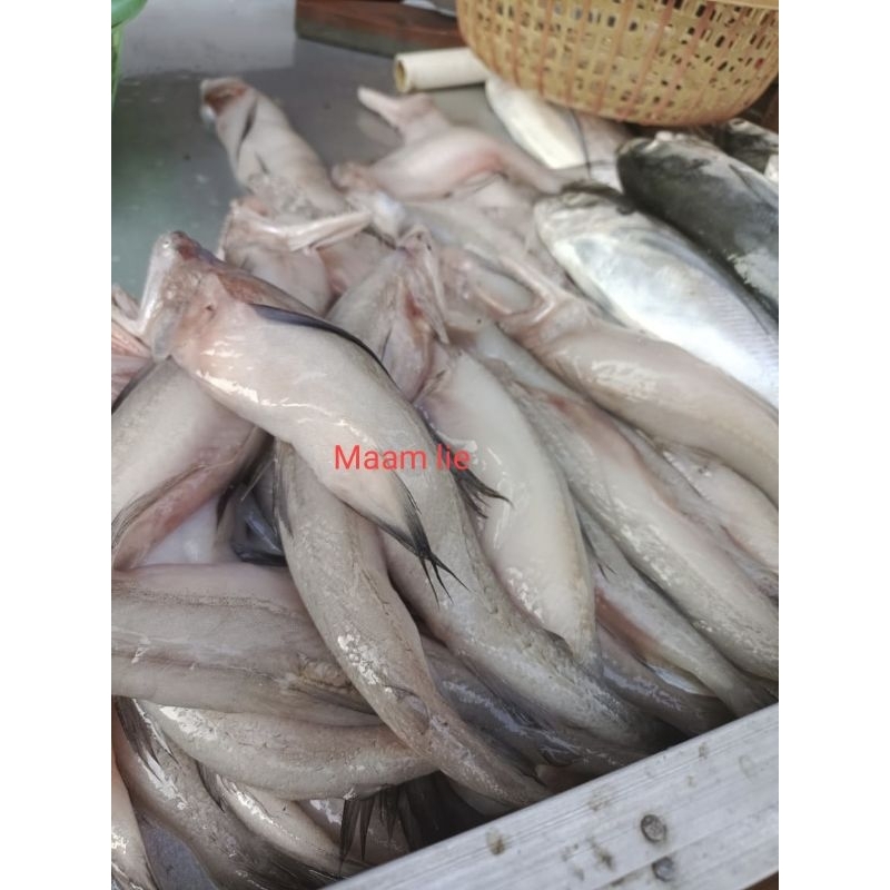 

Ikan lombok itik/ ikan Bu phi Ng mentah per kg