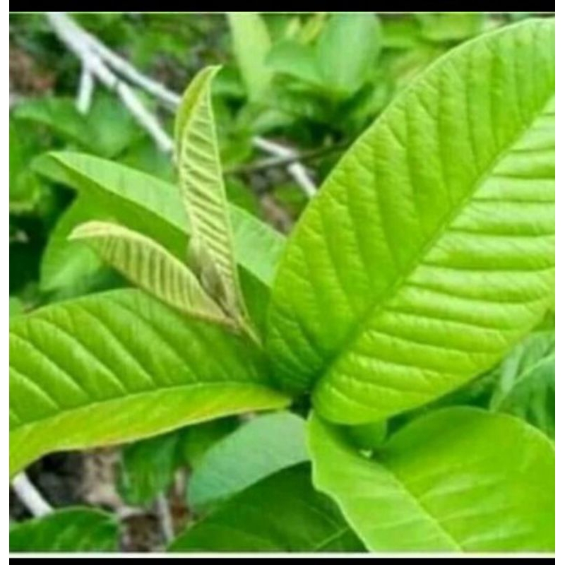 

Daun Jambu Biji Segar 250gram