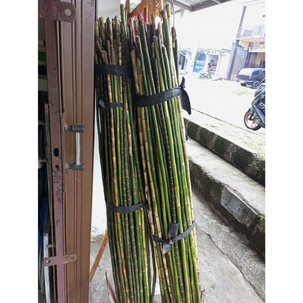 BAHAN JORAN PANCING POHON WAREGU