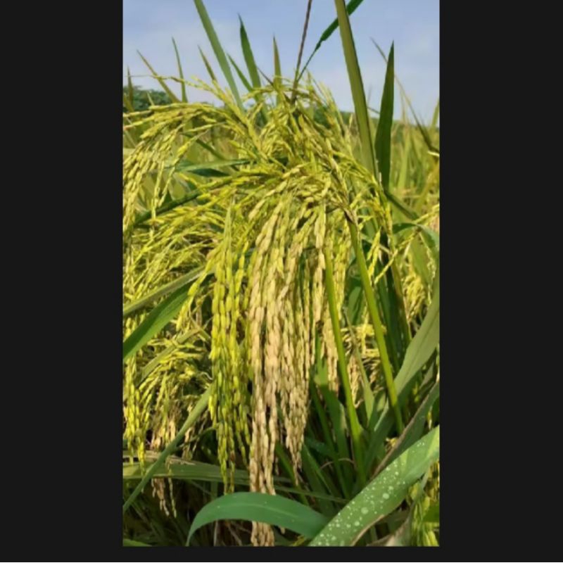 Benih padi unggul IF 16 kemasan 10kg