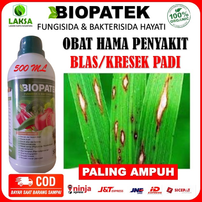 Biopatek fungisida bakterisida hayati  Obat Hama Penyakit Kresek / Blas Padi Paling Ampuh -  Biopate