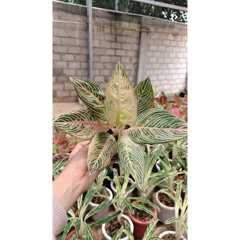 aglaonema golden hope tanian lokal