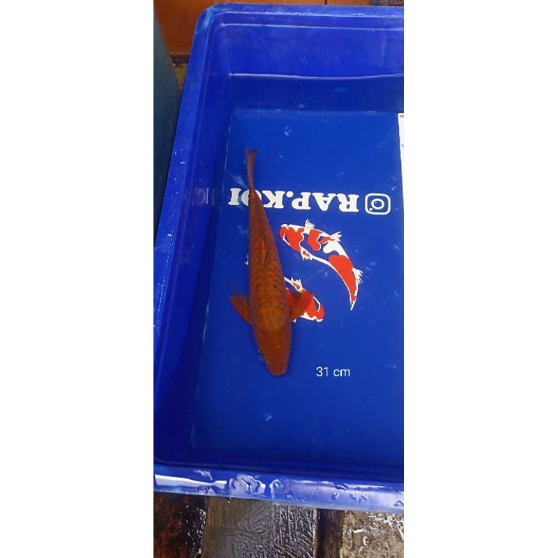 Ikan Koi Chagoi