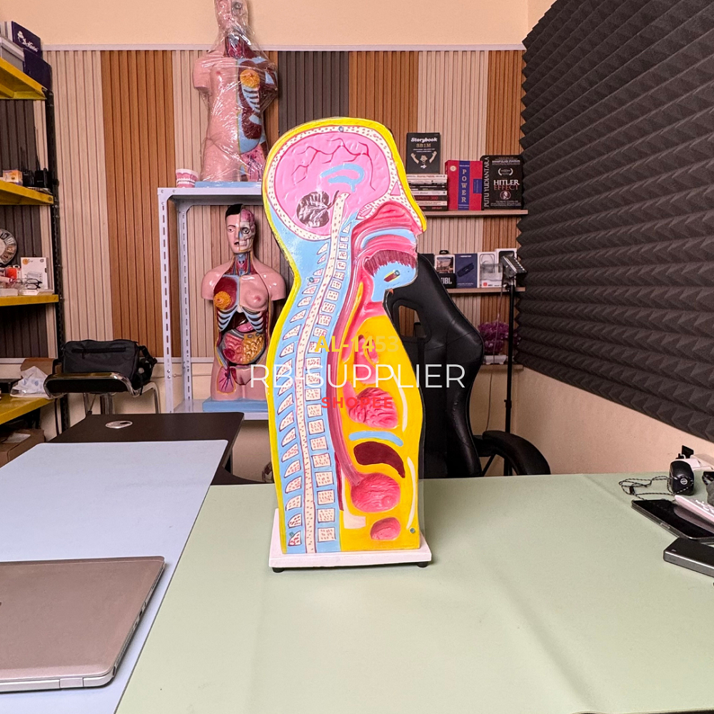 

Nasogatric Tube-Phantom/Manikin/Manekin Alat Praktek Pemasangan NGT-Alat Peraga Pendidikan-Sonde