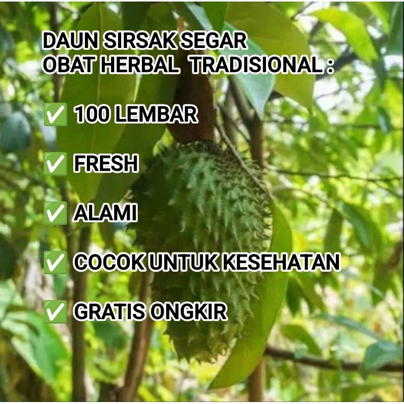 

PROMO DAUN SIRSAK SEGAR ORGANIK 100 LEMBAR