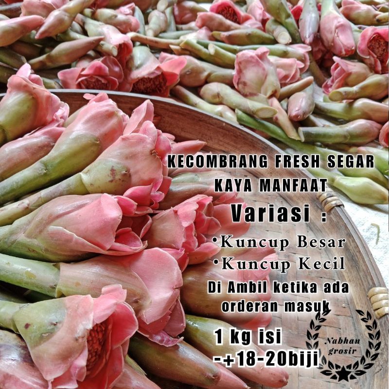 

KECOMBRANG FRESH SEGAR PER PCS[beli 10 free bonus]