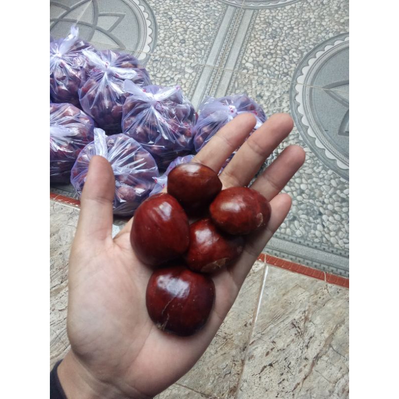 

jengkol tua