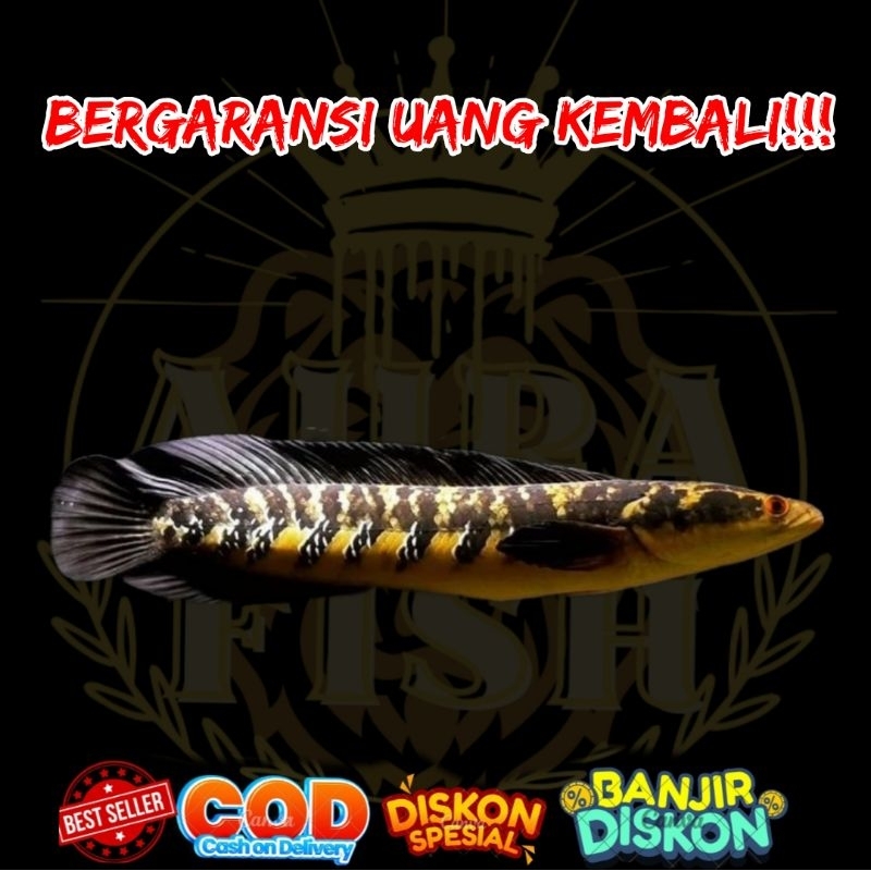 MARU YELLOW SENTARUM  SINGLE TANK 18-19CM /SYARAT  GARANSI ADA DI BIO PRODUK / YS MARU JUMBO