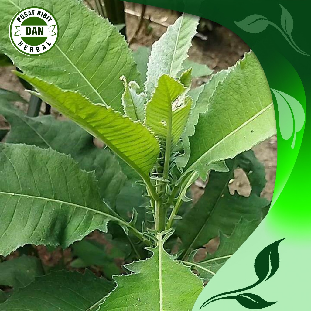 

Herbal Daun Sembung /semung termurah 250 gram - Pusat Bibit Dan Herbal