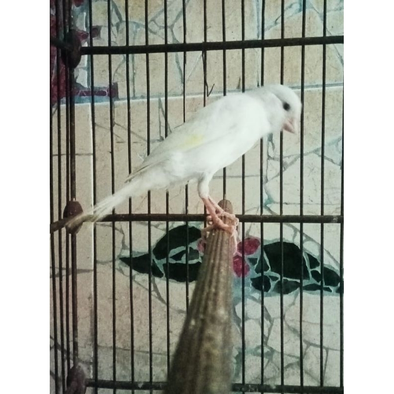 burung kenari F1Rasmi bahan jantan