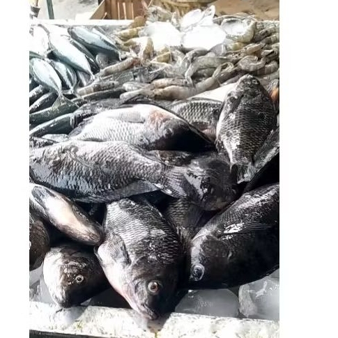 

IKAN NILA SEGAR UNTUK MAKAN 1 Kg