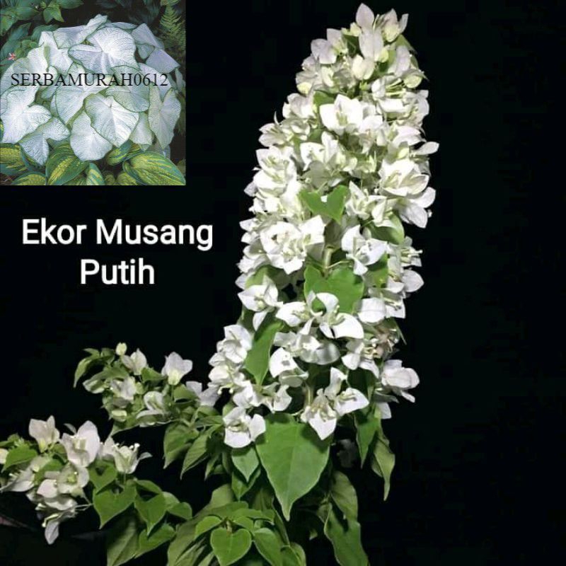 BUGENVIL BUNGA KERTAS//EKOR MUSANG PUTIH - BUGENVIL BUNGA HIDUP