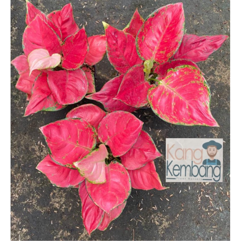 Aglonema Red Anjamani (Merah) (Tanaman Aglonema)