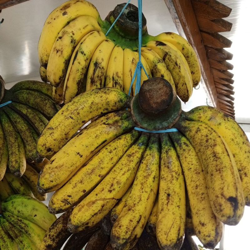 

PISANG BARANGAN MANIS SATUAN