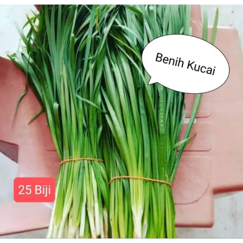 Benih Kucai (25 benih)