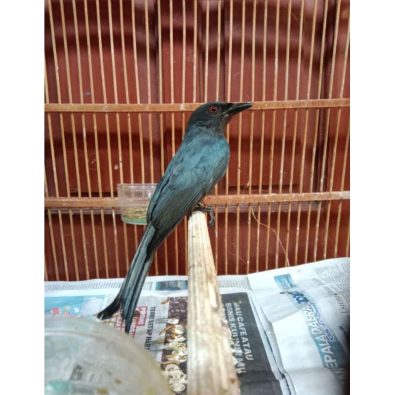 Srigunting Saeran Abu Mata Merah Gacor Masteran Murai Batu