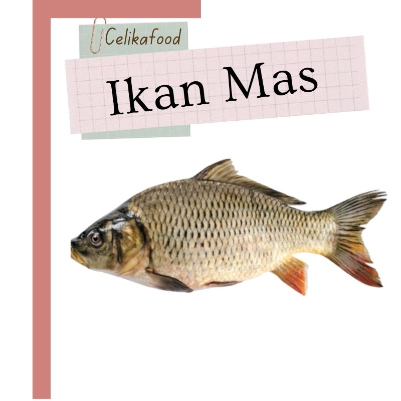 

Ikan Mas 500 gr Makanan Pasar Fresh Fish Emas - 500 gr