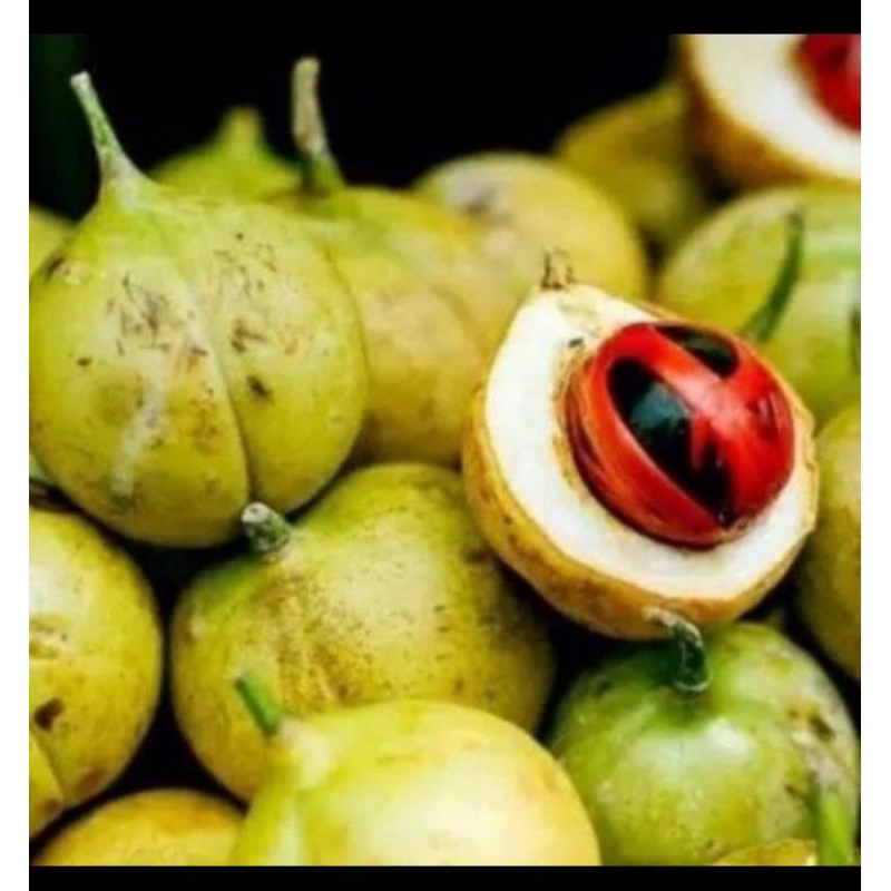 

Ready Buah Pala Tua Utuh Segar 1kg