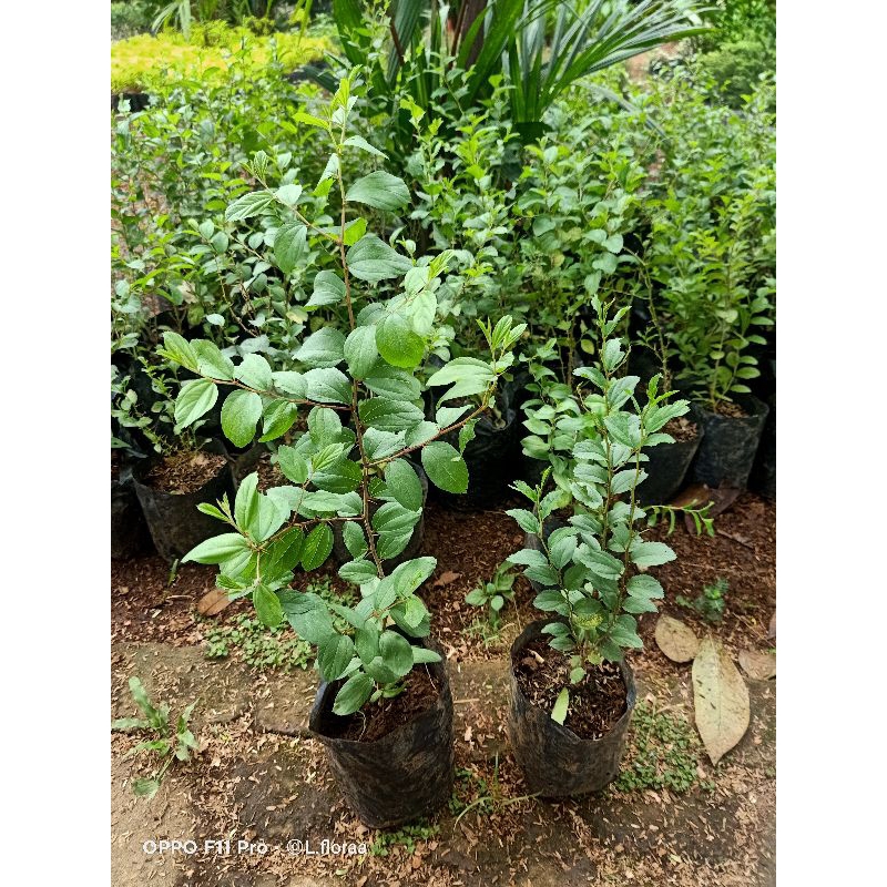 ( BISA COD ) Tanaman Bidara Arab Asli Pohon Bidara Arab asli / Tanaman Bidara Berkhasiat Daun Bidara