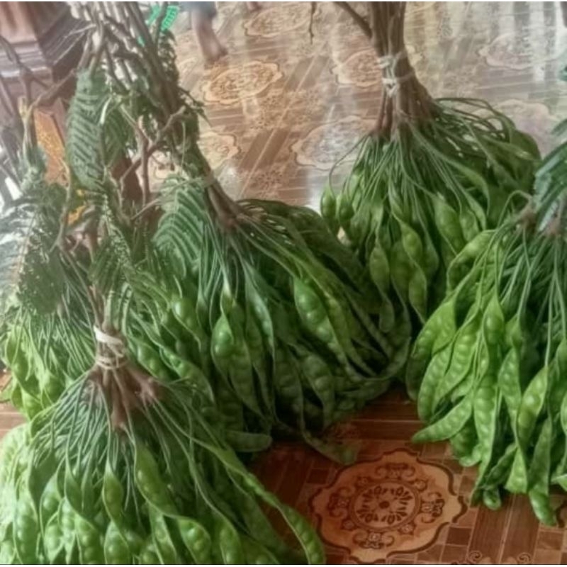 

Pete petai super grade A petai super murah meriah 1 ikat dapat 10 papan
