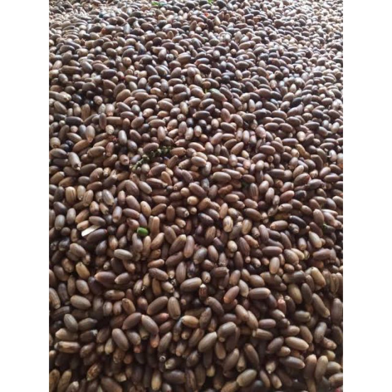 

biji melinjo super 500gram