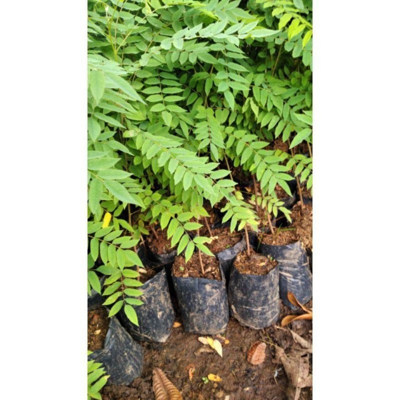 BIBIT BELIMBING WULUH/ TANAMAN BELIMBING WULUH