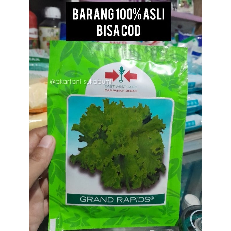 Benih Selada GRAND RAPIDS CAP PANAH MERAH