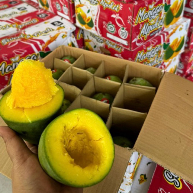 

Mangga Alpukat 1 Dus 5KG - Mangga Manis - Jual Mangga Alpukat Jakarta