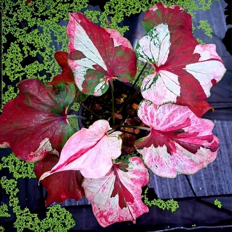 Tanaman Hias Keladi Red Salmon Bunga Hias Keladi Caladium Anakan Murah BUKAN BONGGOL Keladi Import