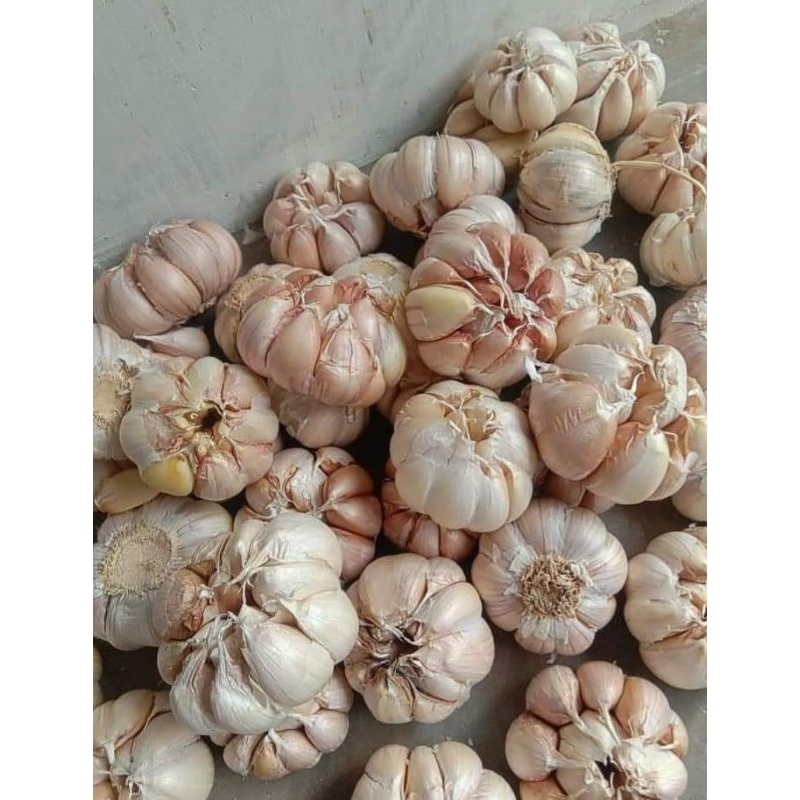

BAWANG PUTIH BERSIH FRESH