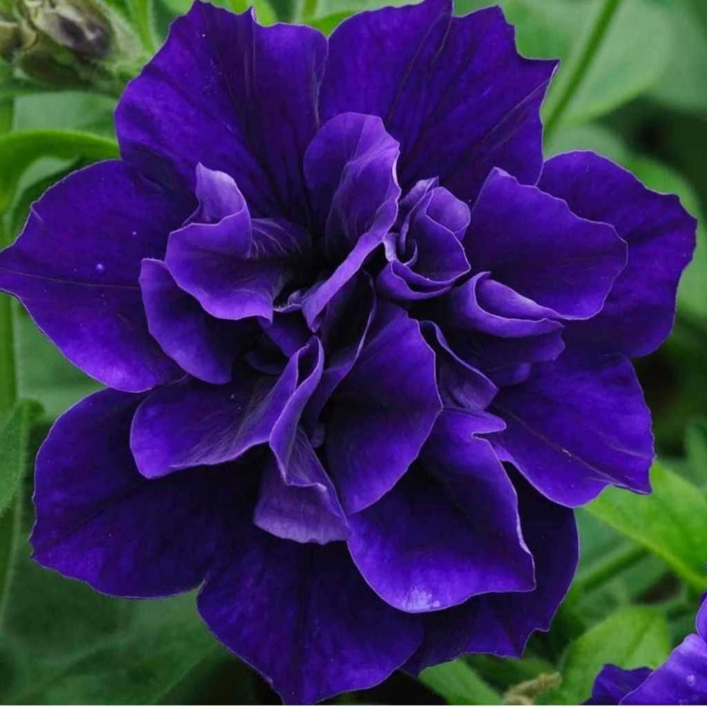 Biji Bunga Petunia Double Petal Cascade Blue (Isi 10 biji)