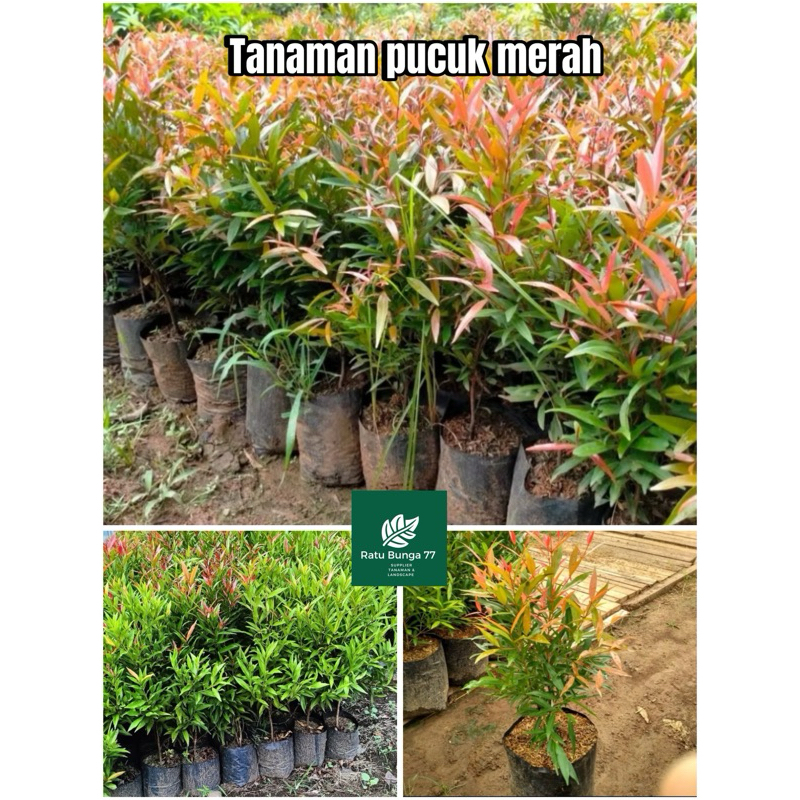 Tanaman pucuk merah, tanaman hias pucuk merah, Pucuk merah