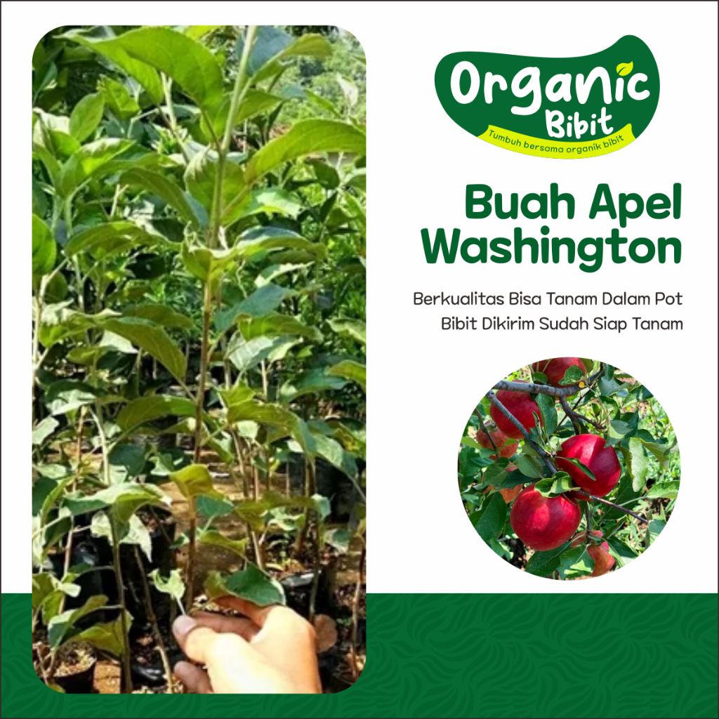 Bibit buah apel merah washington Cangkok/Tanaman Apel Washington