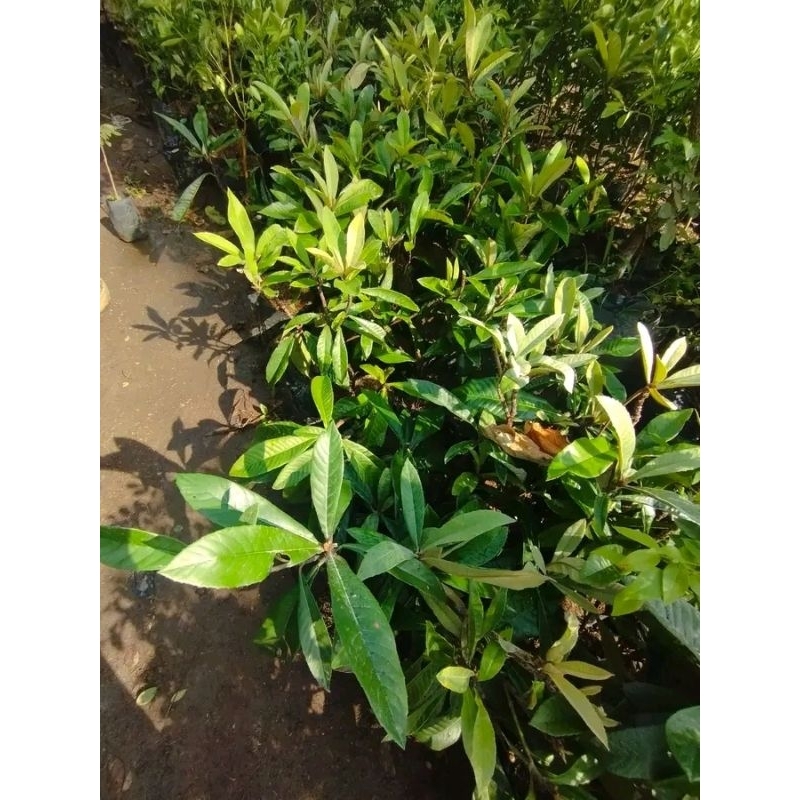 bibit pohon leci kuning