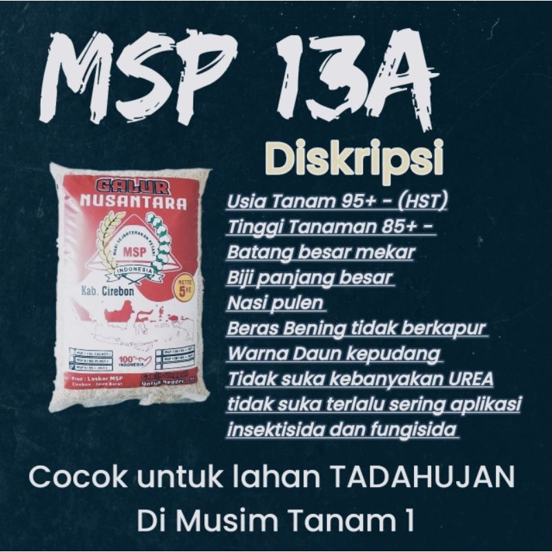 BIBIT PADI SERTANI / MSP 13A