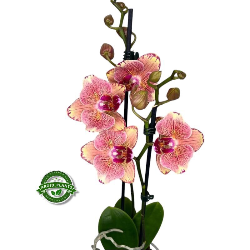 Tanaman Hias Anggrek Bulan Pink Picotee - Bibit Pohon Bunga Anggrek Bulan - Pohon Bunga Anggrek Hidu